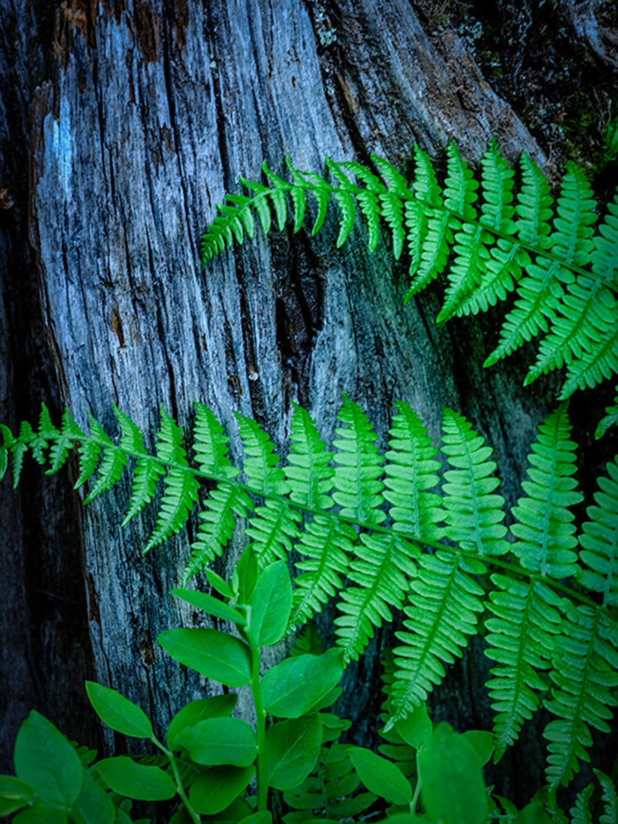 Fern Log