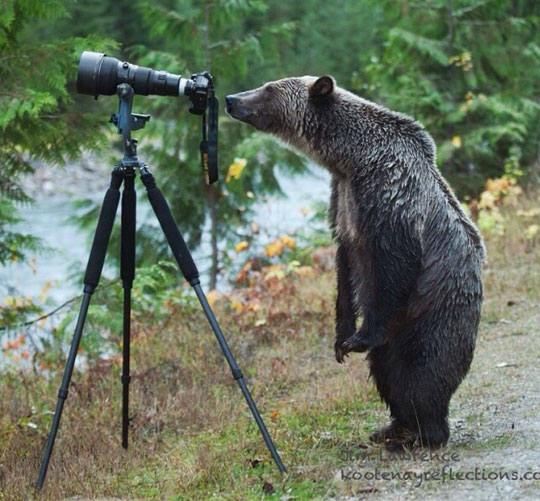 funny-bear-looking-through-camera-forest