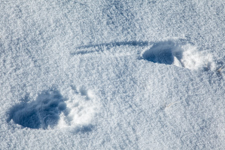 Grizzly Tracks