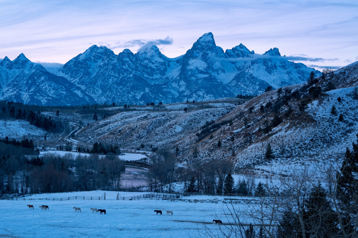 Teton Overlook Horses