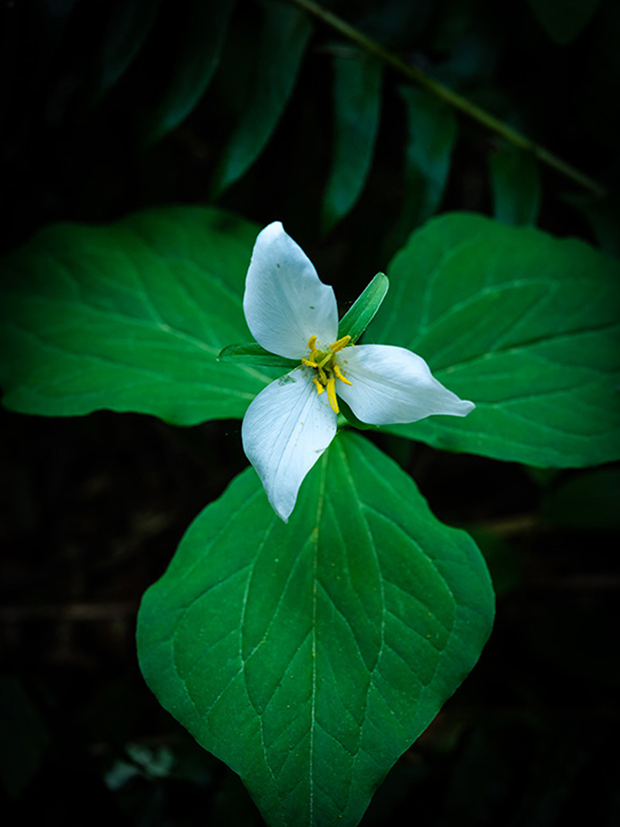 Trillium