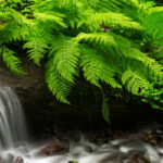 bright green ferns against small stream - Olympic National Park