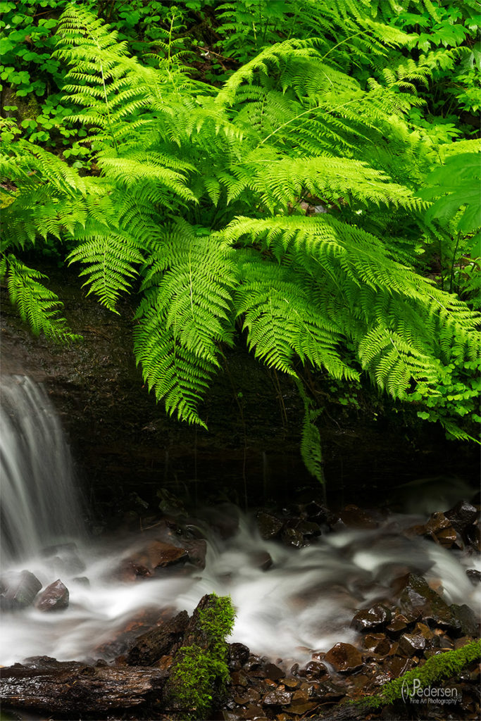 bright green ferns against small stream - Olympic National Park