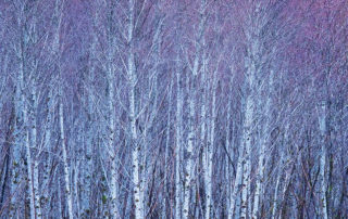 alder trees along hoh river, olympic national park