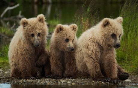 3 little bears, Katmai, Alaska