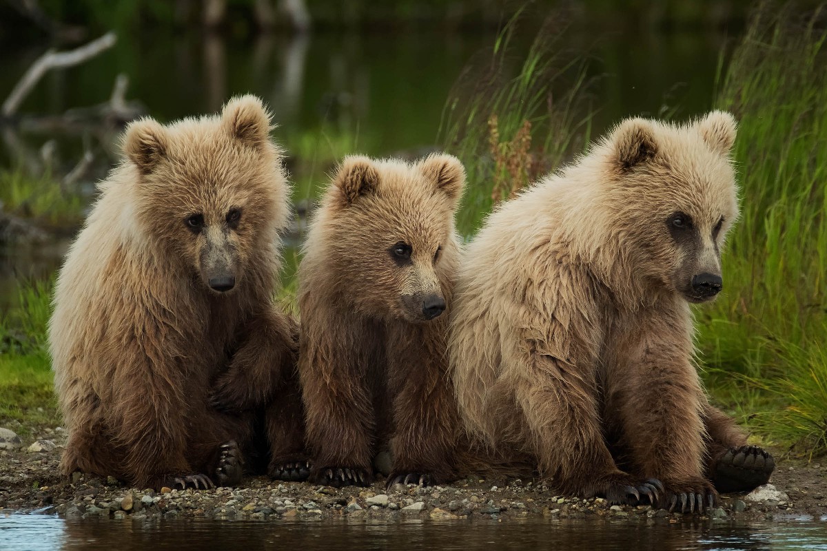 3 little bears, Katmai, Alaska