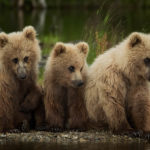 3 little bear cubs - Kitmai, Alaska