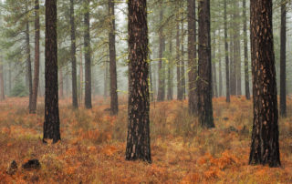 Foggy Pines - Oregon forest