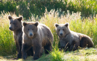 alaska grizzly bear, katmai national park, siblings, animals