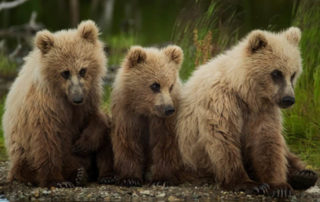 Ebook -Bears of Katmai, Alaska-cover - 3 baby grizzly bears