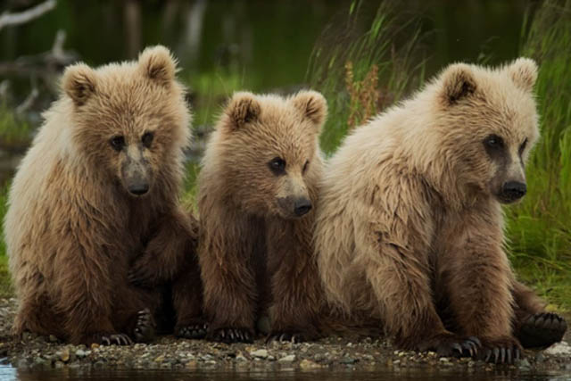 Ebook -Bears of Katmai, Alaska-cover - 3 baby grizzly bears