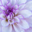 dahlia close up image of petals, white and lavender