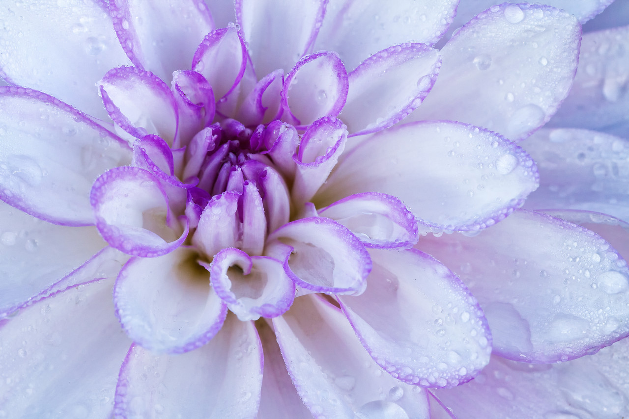 dahlia close up image of petals, white and lavender