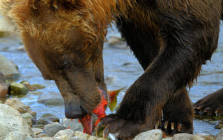 grizzly bear, alaska, katmai national park, salmon roe