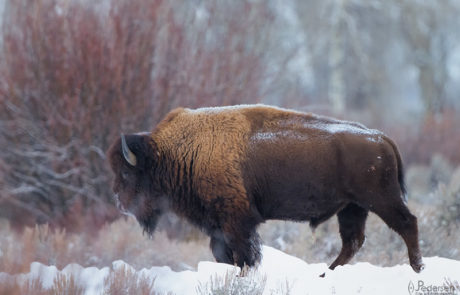 Bison Breath in the snow