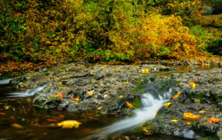 Fall Colors in Silver Falls State Park