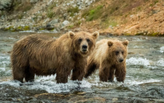 grizzly bear and cub hunting salmon alaska stream