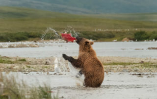 grizzly bear catching salmon katmai alaska