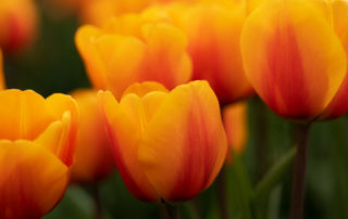 Yellow orange tulip flowers