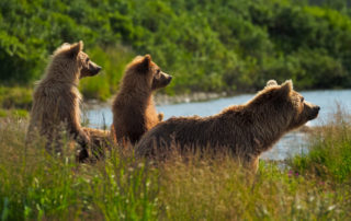 grizzly bear mother and 2 cubs alaska