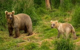 grizzly bear mom and cub alaska