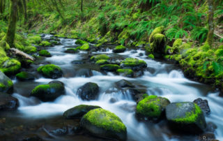 Gorton creek Greens moss covered rocks columbia river gorge oregon