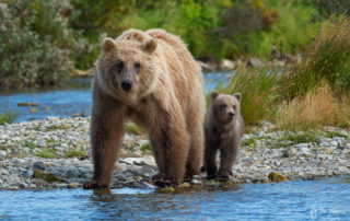 Alaska grizzly bear, sow, cub, river