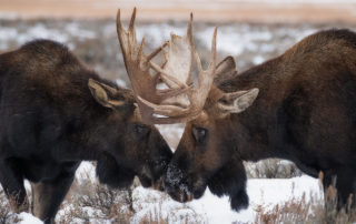 Moose Locking antlers - Grand Tetons, Wyoming, winter