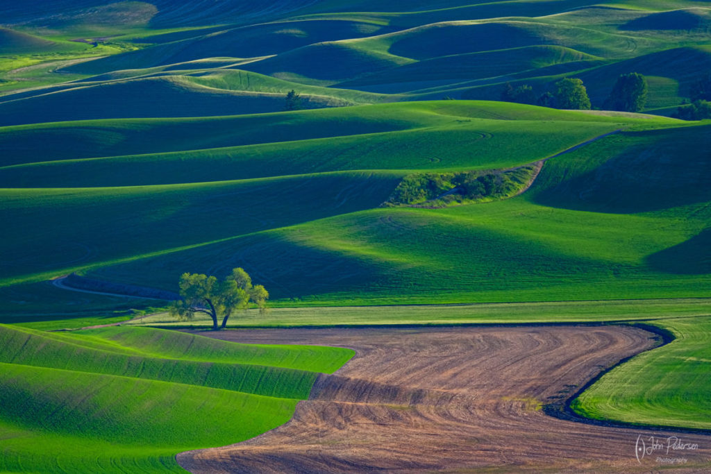 Pnw Springtime In The Palouse - John Pedersen Photography