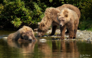 grizzly bear, alaska, katmai national park