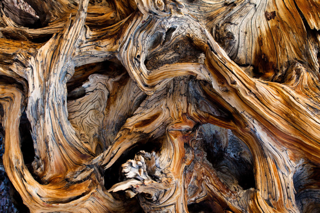 twisted root of bristlecone pine sierra nevada mountains