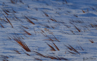 Winters Embrace - winter grass showing above dusting of snow