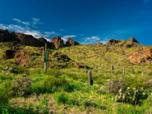 cactus and mountain at picacho peak state park arizona