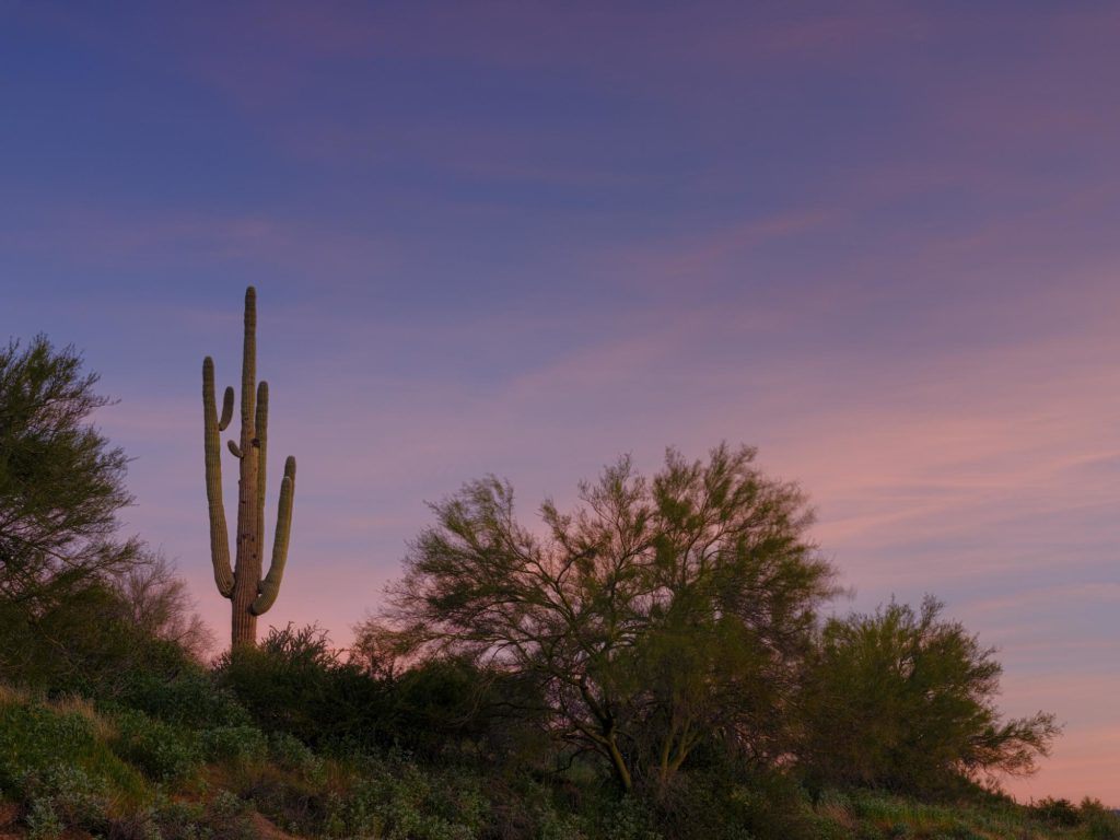 Sunrise in desert with cactus