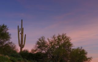 Sunrise in desert with cactus