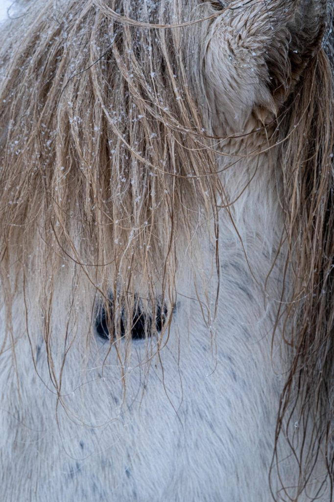 Icelandic horse eye in Iceland