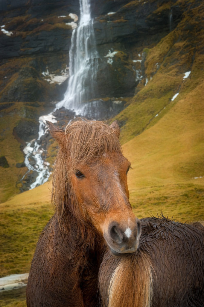 Iceland photo workshop horses waterfall