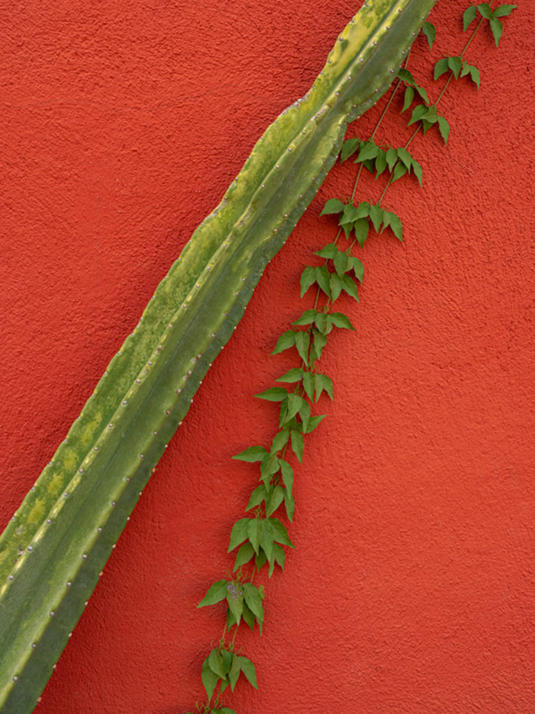 cactus, plant, red wall, barrio, arizona
