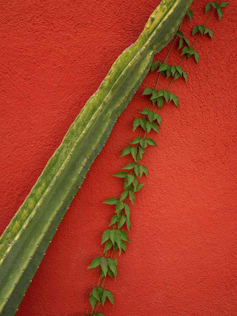 cactus, plant, red wall, barrio, arizona