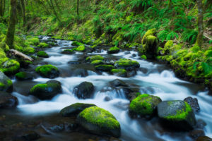 creek, stream, moss, forest, oregon, water motion