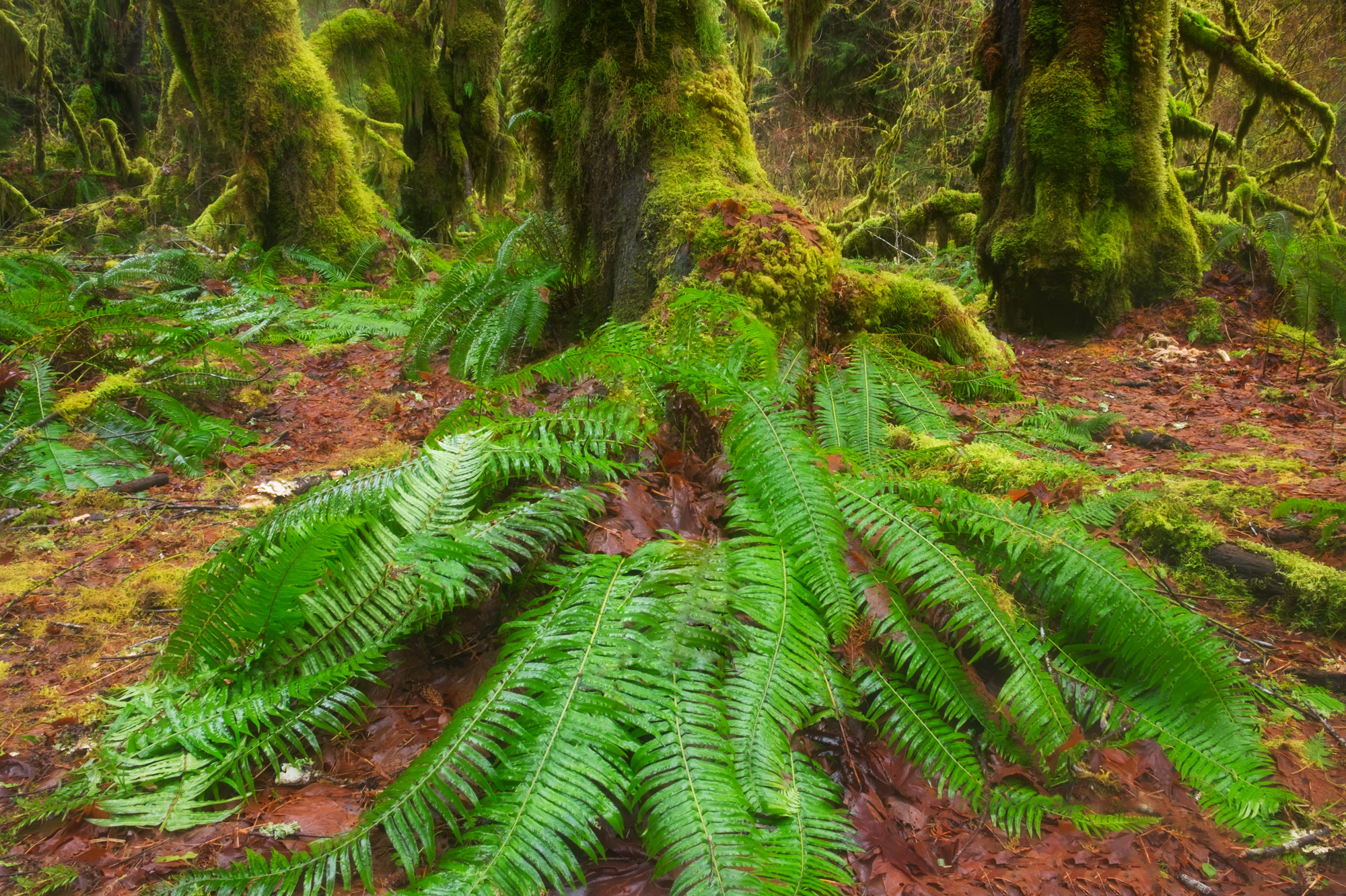 fern and trees and moss in olympic NP washington