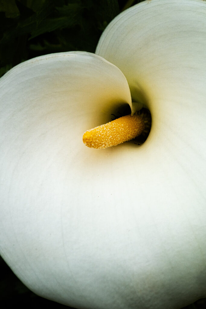 flower, macro, closeup, Oregon, white and yellow