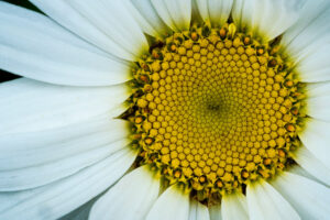 flower, closeup, white and yellow, Oregon, nature