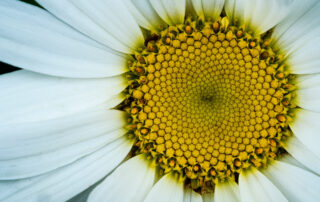 flower, closeup, white and yellow, Oregon, nature