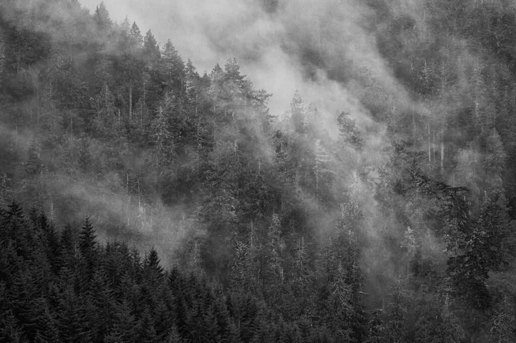 Oregon, forest, fog, mist, environmental, landscape, nature
