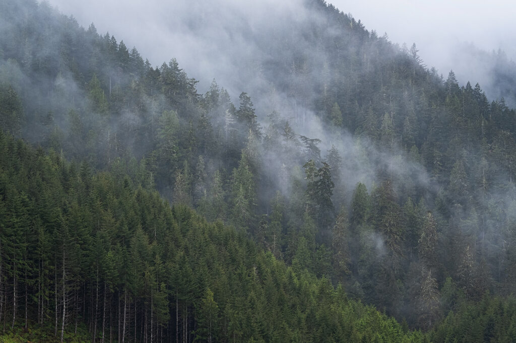 Oregon, trees, forest, fog, mist, nature