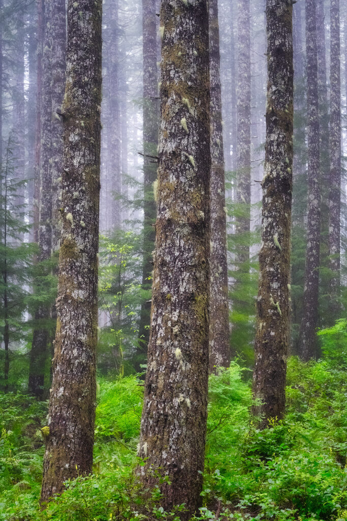 trees, forest, fog, mist, yachats, lush, green