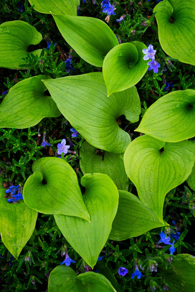 flowers, leaves, green, landscape, yachats, nature, garden