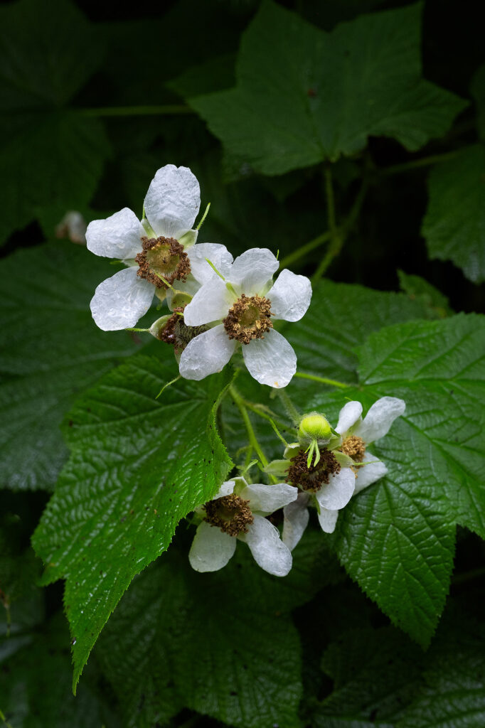 flower, leaves, green, nature, landscape, yachats, Oregon