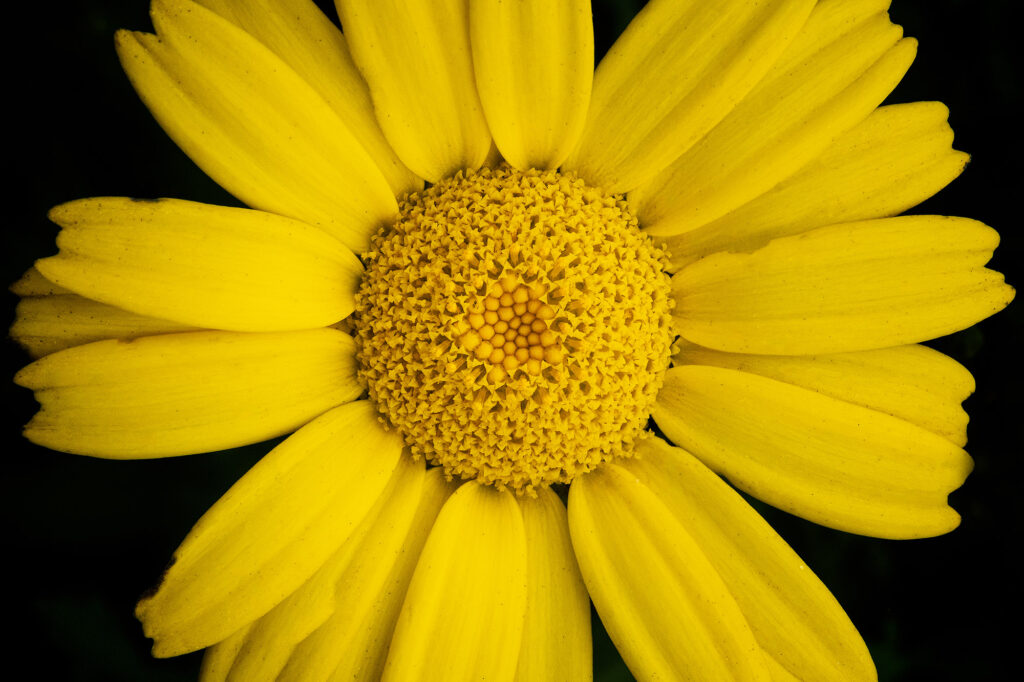 macro, closeup, petals, yellow, pistl, Oregon